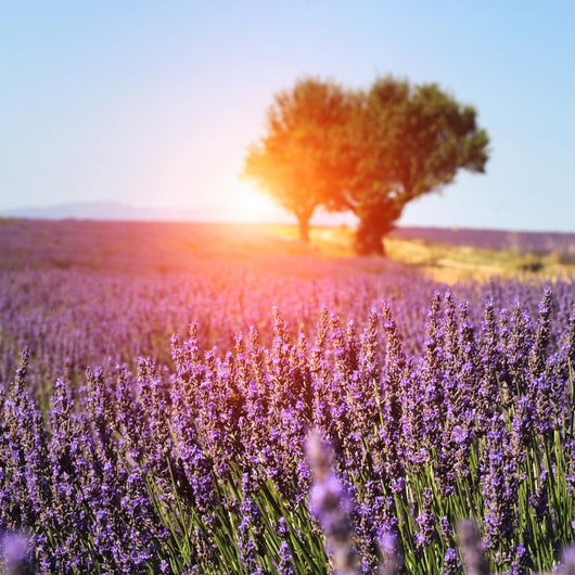 Lavender Field Provence France