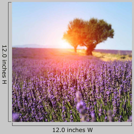 Lavender Field Provence France