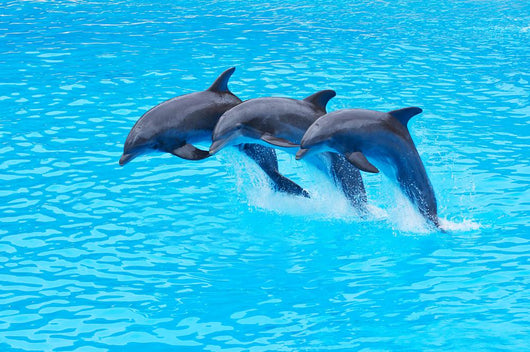 Leaping Bottlenose Dolphins Tursiops Wall Mural