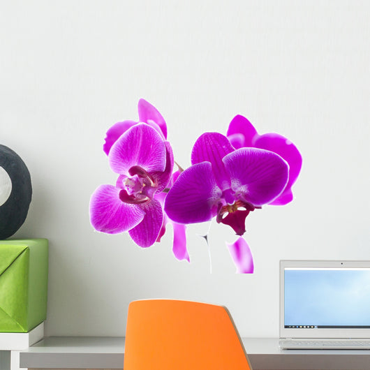 Purple Orchids for Relaxation