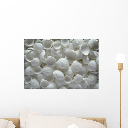 White Sea Shells as