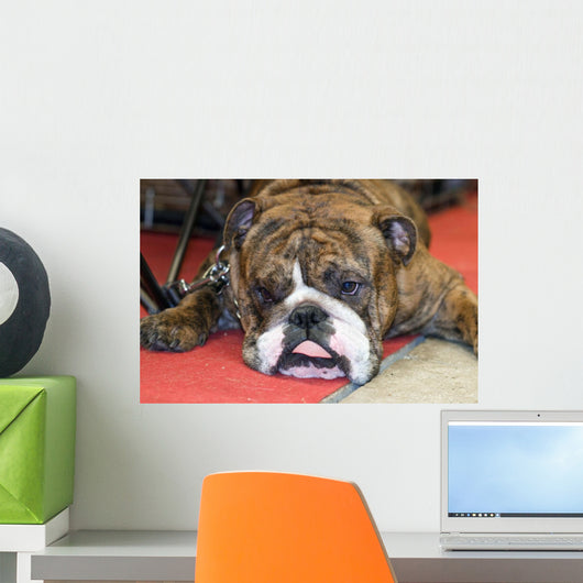 Bouledogue Anglais