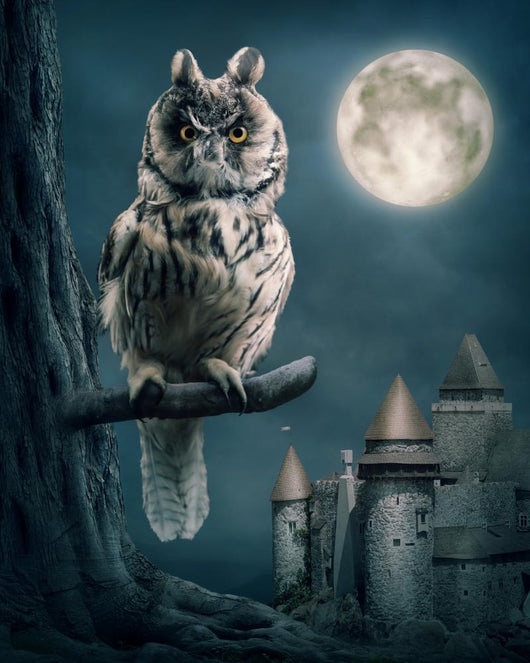 Owl