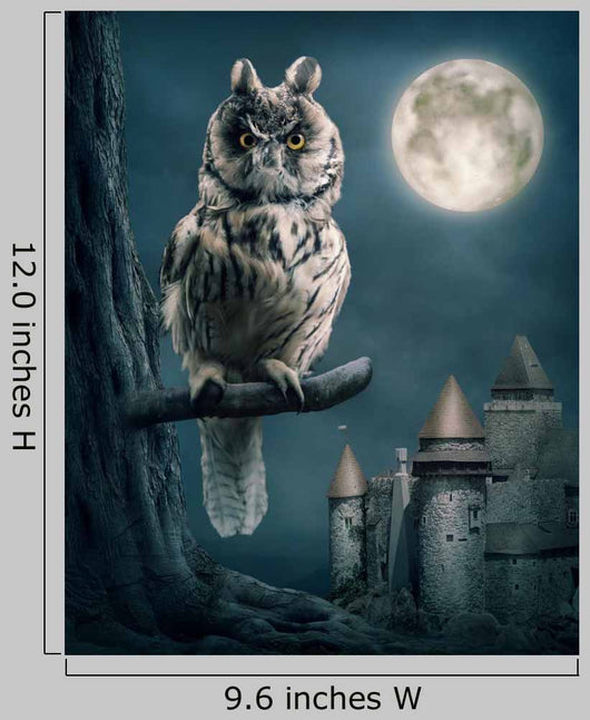 Owl
