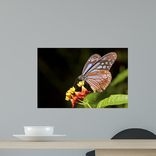 Butterfly Wall Mural