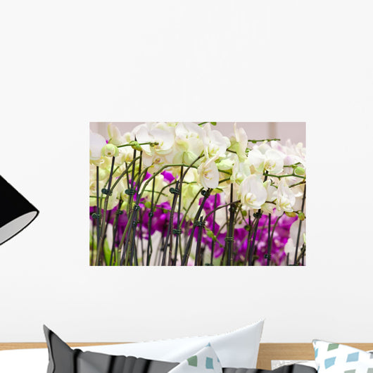 Orchid Wall Mural