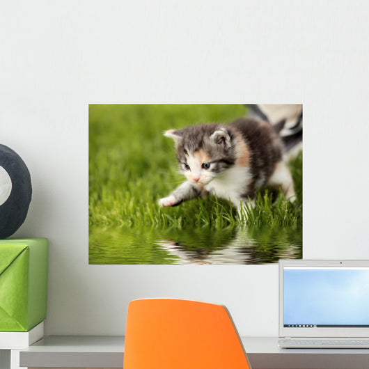 Kitten with Reflection