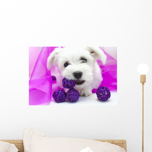 Maltese