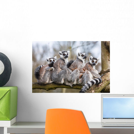 Lemur Family