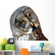 Great Owl Wall Decal