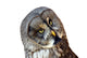 Great Owl Wall Decal