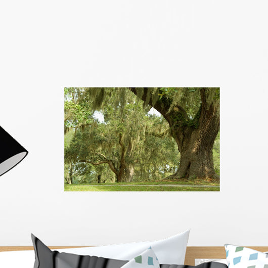 Live Oaks and Spanish Moss 1 Wall Mural