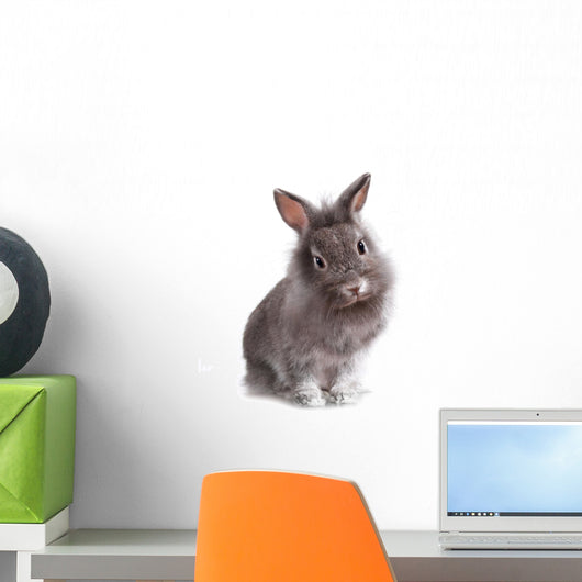 Young Adorable Little Bunny