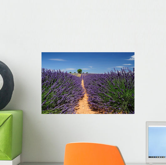 Lavender Field Plateau Valensole