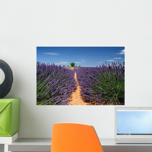 Lavender Field Plateau Valensole