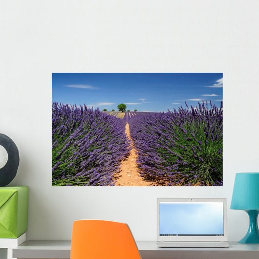 Lavender Field Plateau Valensole