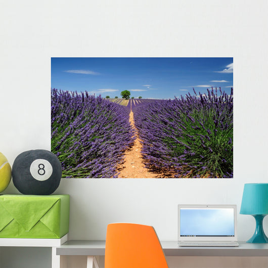 Lavender Field Plateau Valensole
