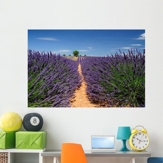 Lavender Field Plateau Valensole