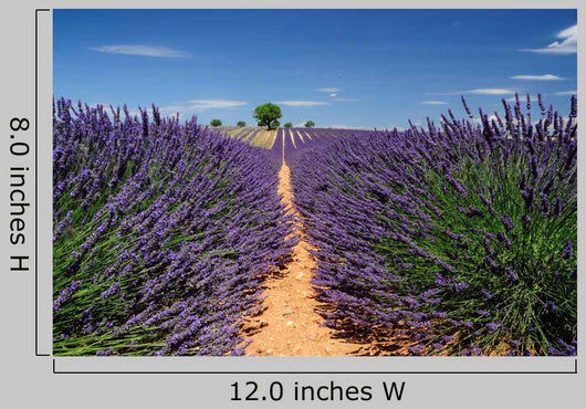 Lavender Field Plateau Valensole
