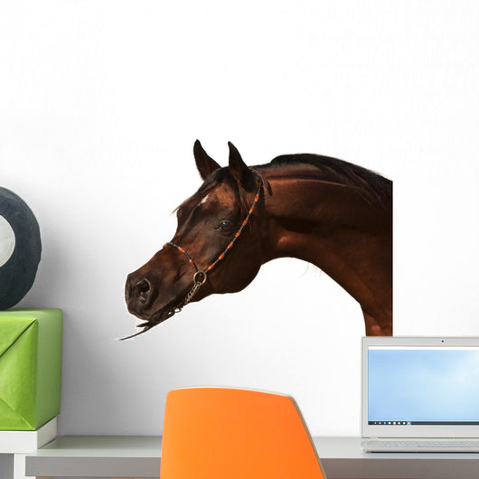 Purebred Arabian Horse Isolated Wall Decal
