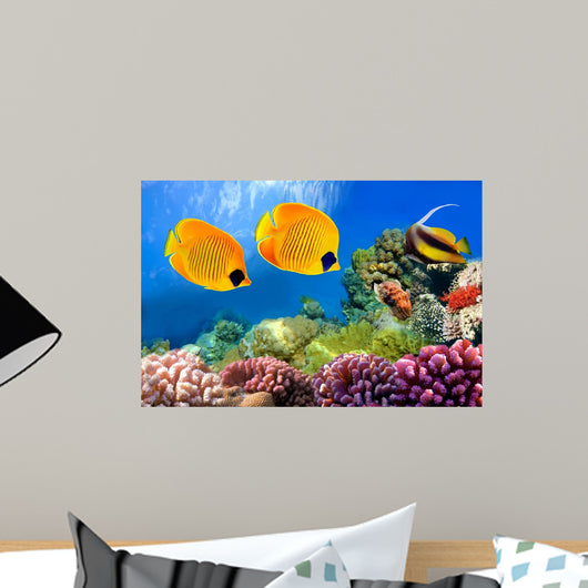 Masked Butterfly Fish