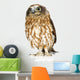 Posing New Zealand Owl Wall Decal