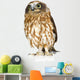 Posing New Zealand Owl Wall Decal