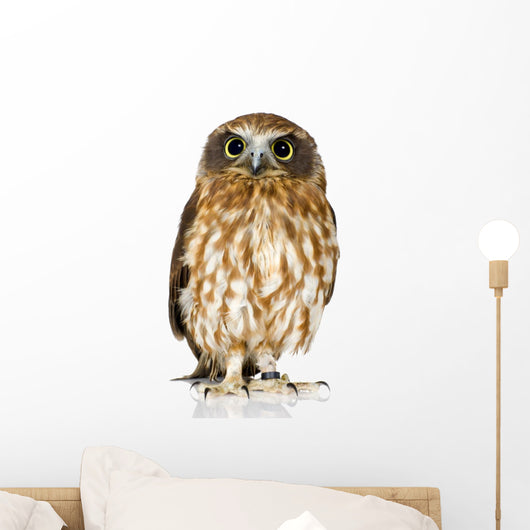 New Zealand owl Wall Decal