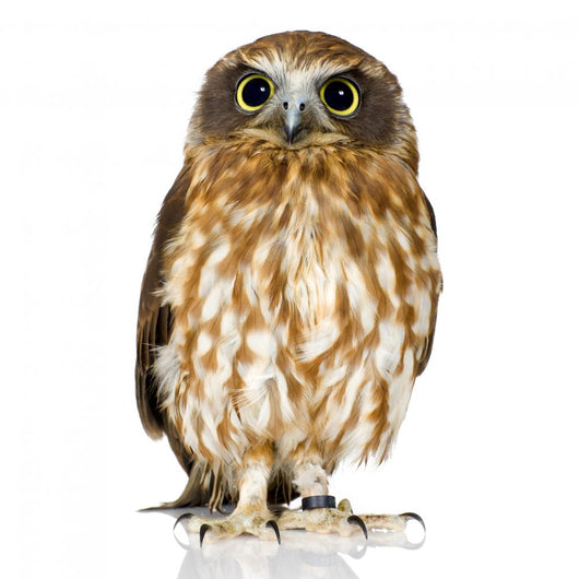 New Zealand owl Wall Decal