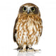 New Zealand owl Wall Decal