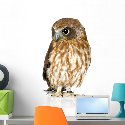 New Zealand Owl Turning Right Wall Decal