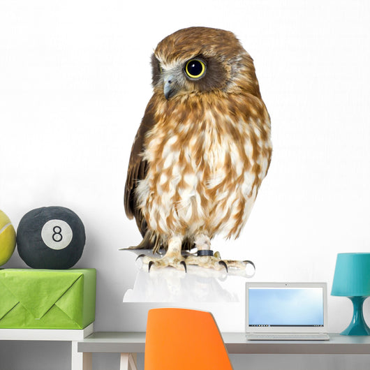 New Zealand Owl Turning Right Wall Decal