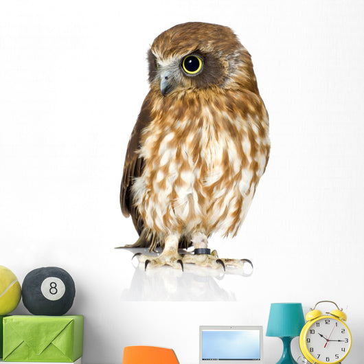 New Zealand Owl Turning Right Wall Decal