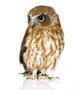 New Zealand Owl Turning Right Wall Decal