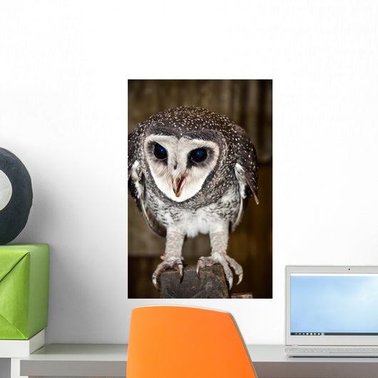 Greater Sooty Owl Endangered