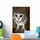 Greater Sooty Owl Endangered