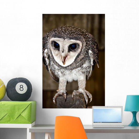 Greater Sooty Owl Endangered