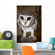 Greater Sooty Owl Endangered