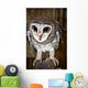 Greater Sooty Owl Endangered