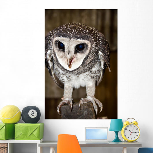 Greater Sooty Owl Endangered