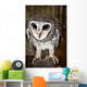 Greater Sooty Owl Endangered