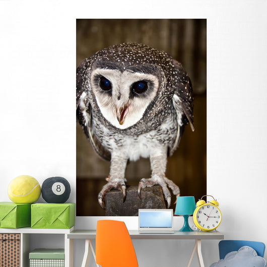 Greater Sooty Owl Endangered