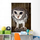 Greater Sooty Owl Endangered
