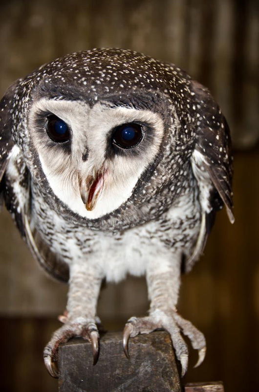 Greater Sooty Owl Endangered