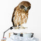 New Zealand Owl Wall Decal