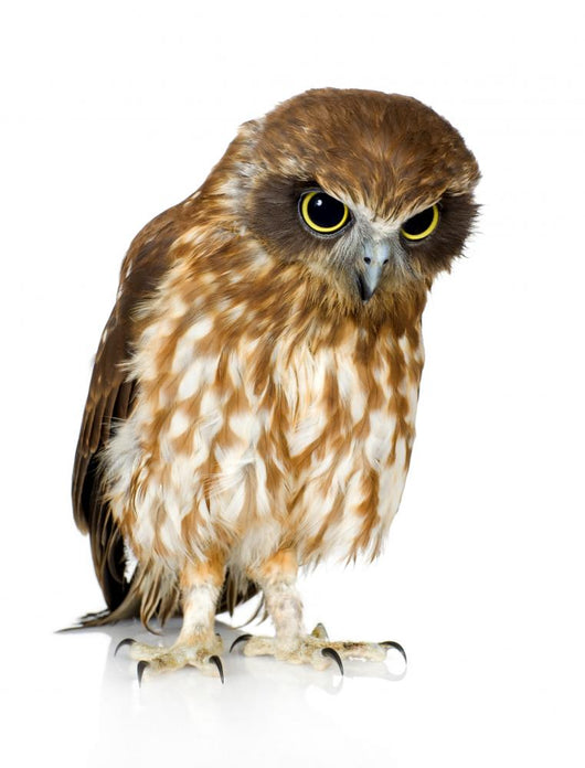 New Zealand Owl Wall Decal