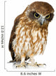 New Zealand Owl Wall Decal