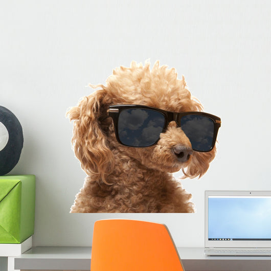 Red Toy Poodle in the sunglass Wall Decal