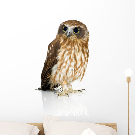 Wide-Eyed New Zealand Owl Wall Decal