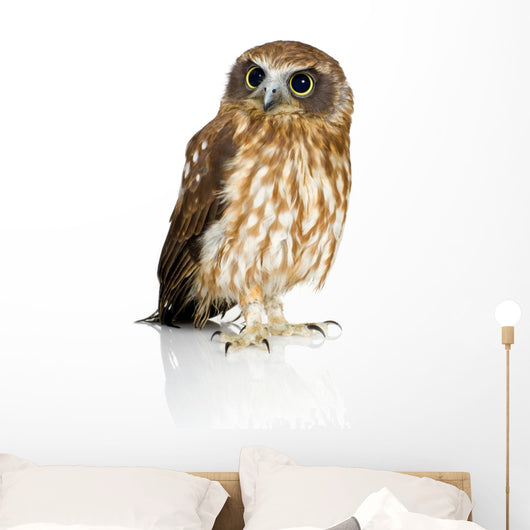 Wide-Eyed New Zealand Owl Wall Decal